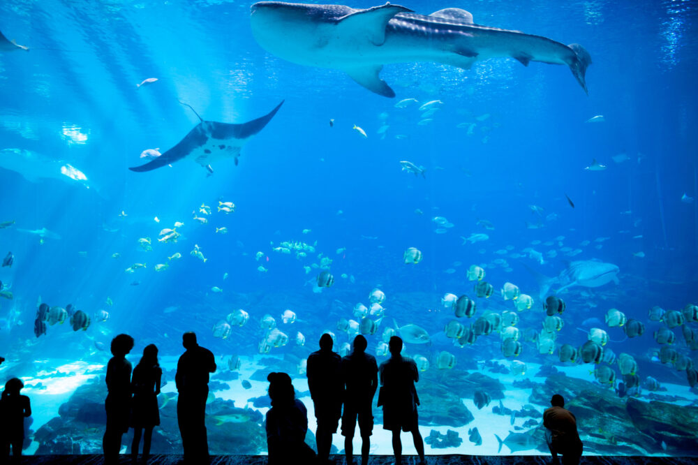 an image of a group of people gazing at fish at the georgia aquarium in atlanta, georgia